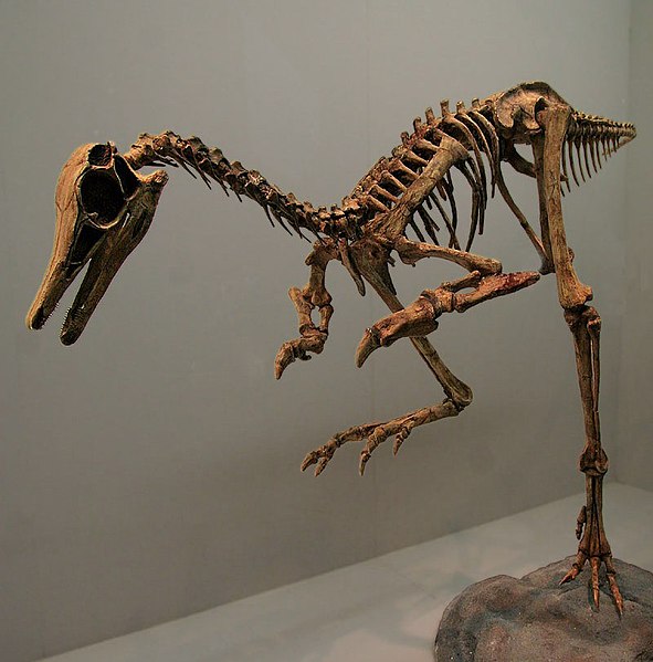 Reconstructed skeleton of the closely related Patagonykus.