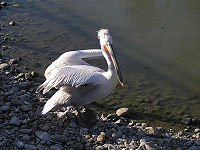 Dalmatian Pelican