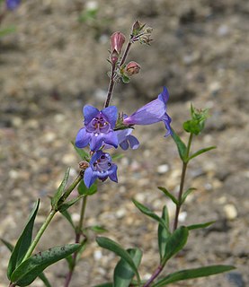 <i>Penstemon roezlii</i> species of plant