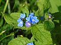 Pentaglottis sempervirens Cast: lengua de buey