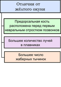 Отличия речного окуня Perca fluviatilis от жёлтого окуня Perca flavescens[6][12]