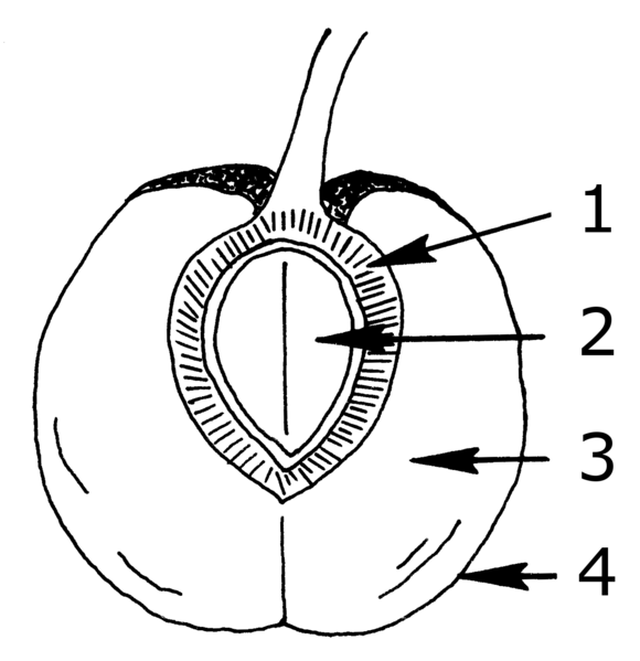 File:Pericarp (PSF).png