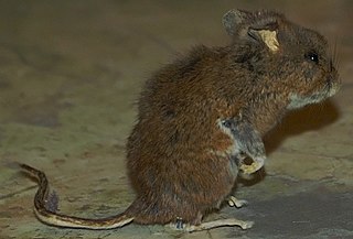 <span class="mw-page-title-main">Gambel's deer mouse</span> Species of rodent