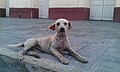 Một con chó đường phố ở Nam Mỹ