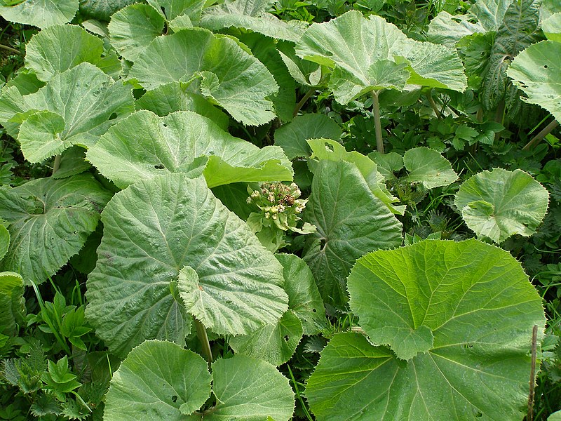 File:Petasites-albus-Hamburg-DE-1.jpg