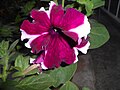 Thumbnail for Petunia × atkinsiana