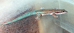 Description de l'image Phelsuma_barbouri.jpg.