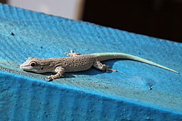 Phelsuma Mutabilis: Naam en indeling, Uiterlijke kenmerken, Verspreiding