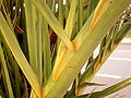 Phoenix canariensis