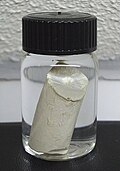 White phosphorus, stored under water to prevent its oxidation Phosphorus2.jpg