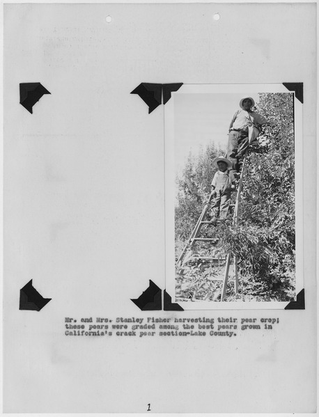 File:Photographs, with captions, showing pear harvesting in Lake County, from "Annual Report of Extension... - NARA - 296248.tif