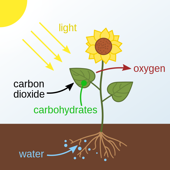 Schematic of photosynthesis in plants. The carbohydrates produced are stored in or used by the plant.