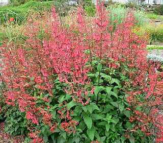 <i>Phygelius</i> Genus of shrubs