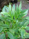 Thumbnail for Phyllocladus hypophyllus