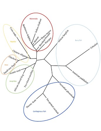 A phylogenetic tree of the C13orf42 protein made using NCBI protein to collect sequences and phylogeny.fr to generate the tree. Phylogenetic Tree of C13orf42.pdf