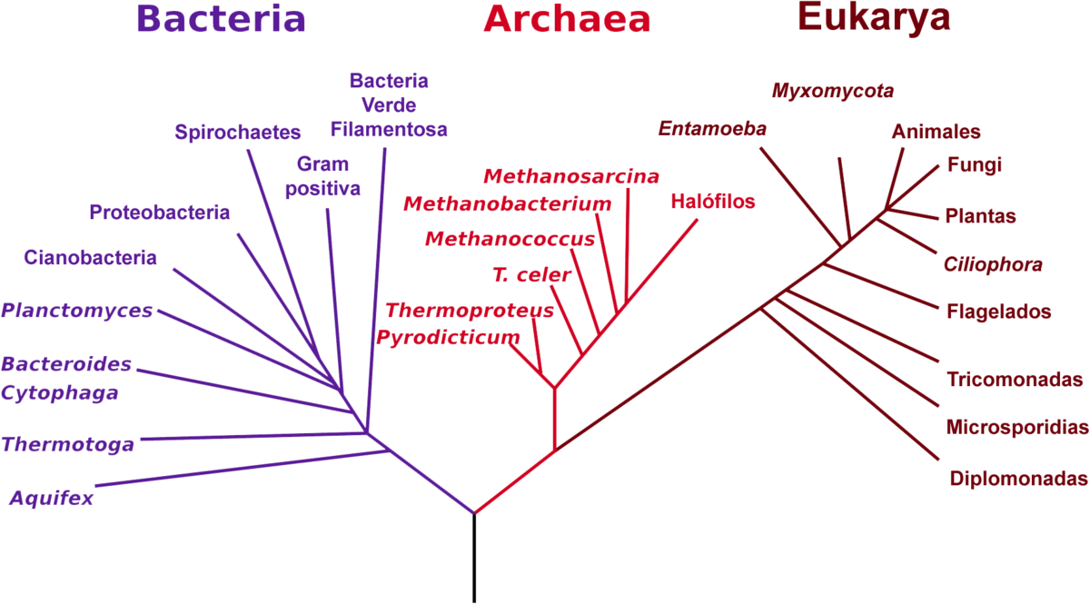 Bacteria Vs Virus Venn Diagram