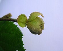 Phytoptus avellanae - close up toket besar bud.JPG