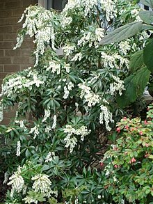 Pieris With New Red Leaves And Flowers April May Floral Sprays