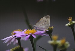 モンシロチョウ: 特徴, 生活環, 天敵