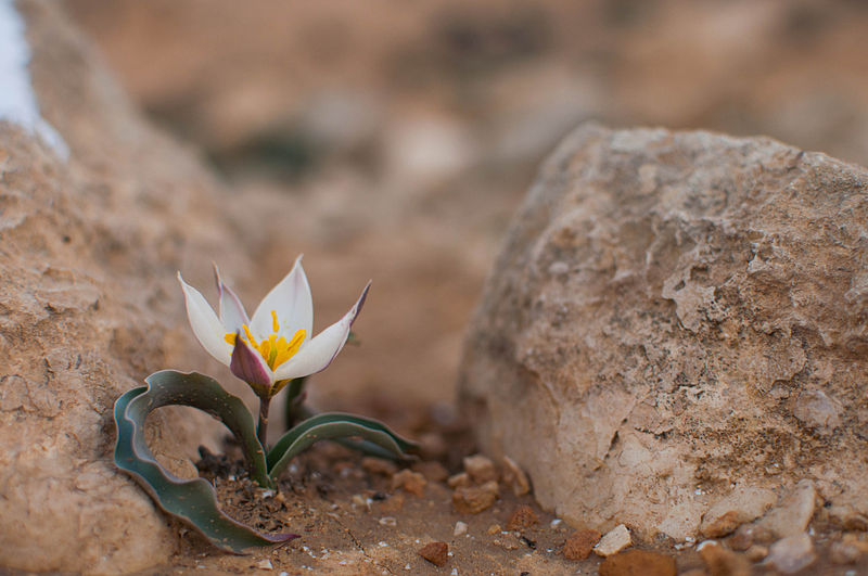File:PikiWiki Israel 37143 Tulipa polychroma Stapf.jpg