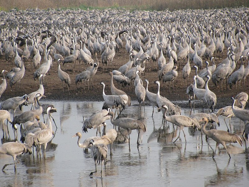 File:PikiWiki Israel 7524 Cranes.JPG