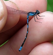 Pine Barrens Bluet imported from iNaturalist photo 2693233 on 16 February 2022.jpg