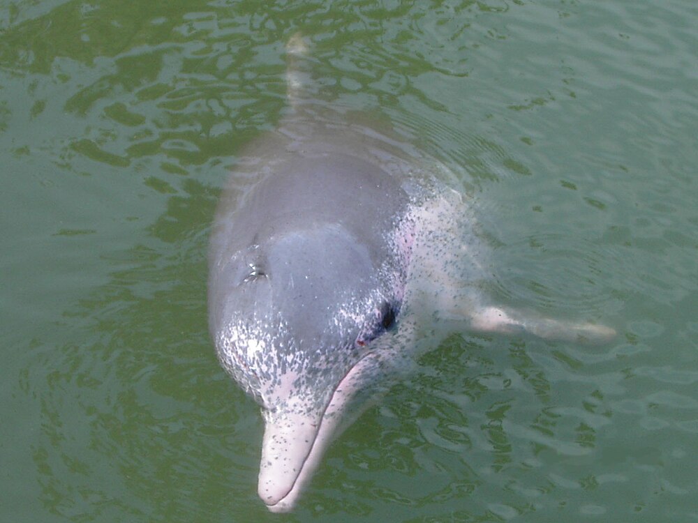 The average litter size of a Indo-Pacific humpback dolphin is 1