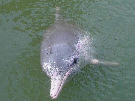 Der Chinesische Weiße Delfin 450px-Pink_Dolphin