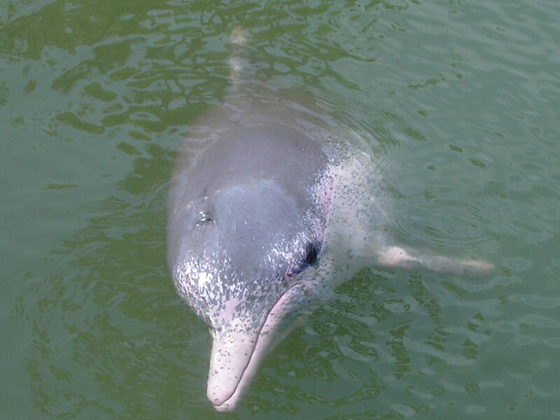 Irrawaddy dolphin - Wikipedia