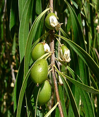 <i>Pittosporum phillyreoides</i> Species of tree