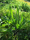 Plantago lanceolata-1.jpg