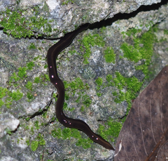 Image 31Platydemus manokwari in Florida (from Environment of Florida)