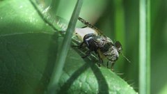 Soubor: Platystoma seminationis (copula) .ogv