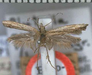 <i>Plutella antiphona</i> Species of moth endemic to New Zealand