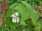 Podophyllum hexandrum (Kowal garden).jpg