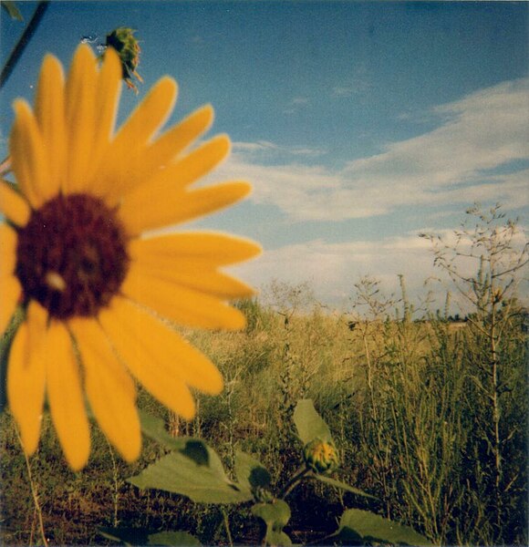 File:Polaroid 600 sunflower.jpg