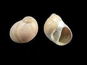 Polinices lacteus.jpg