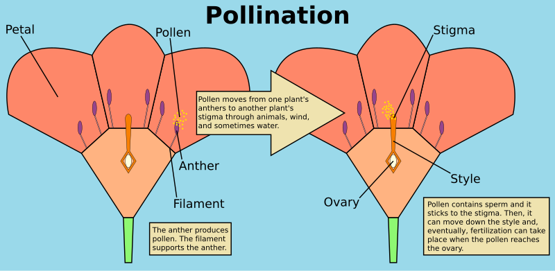 fertilization of egg cells by pollen from the same plant