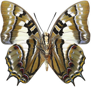 <span class="mw-page-title-main">Polyura pyrrhus</span> Species of butterfly