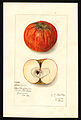 Pomological Watercolor POM00000165.jpg