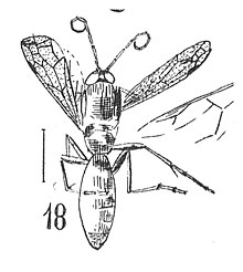 Pompilinites coquandi femelle Pompilus coquandi N. Théobald 1937 Holotype éch AmI x3,3 p. 320 pl. XXV Hyménoptères du Stampien d'Aix-en-Provence.jpg