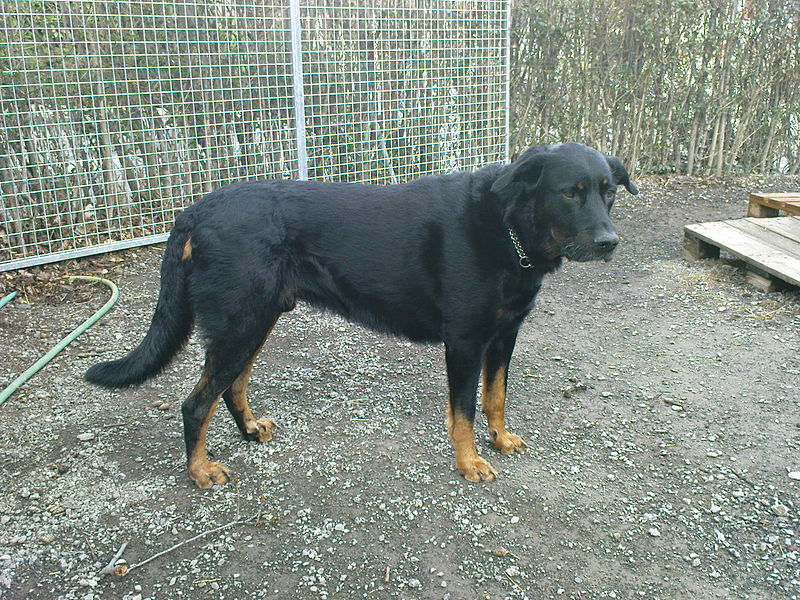 File:Pontiac - Beauceron.jpg