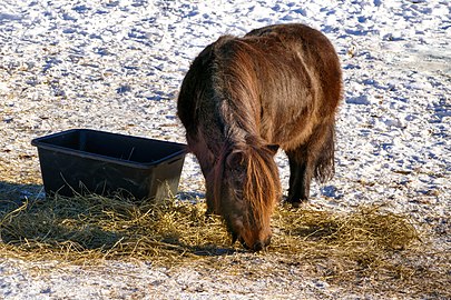 Pony munching hay in Holländaröd