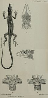 <i>Poromera</i> Genus of lizards