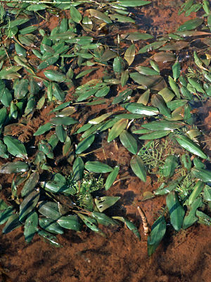 Potamogeton polygonifolius.jpg