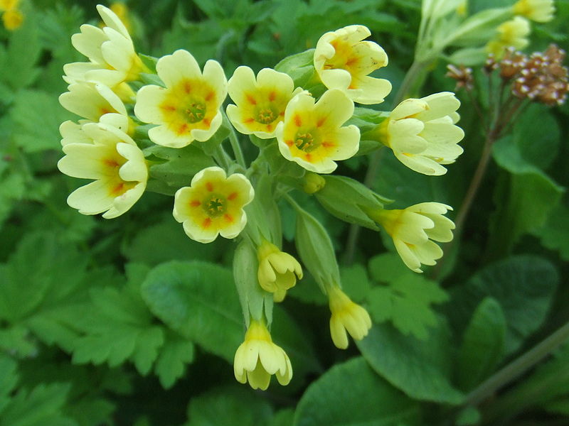 File:Primula veris.jpg