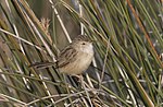 Miniatuur voor Oostelijke gestreepte prinia