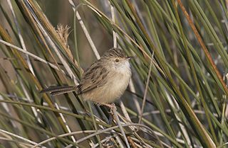 Delicate prinia