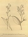 Prosthechea varicosa (as syn. Epidendrum phymatoglossum Epidendrum chiriquense) plate 57 in: H. G. Reichenbach: Xenia orchidacea - vol. 1 (1858)