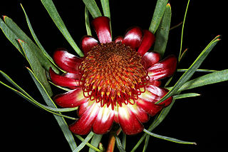 <i>Protea acuminata</i> Species of flowering plant in the family Proteaceae